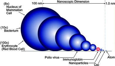 How Safe Are Sunscreens Molecule